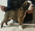 boxer cachorros - mejor precio | unprecio.es