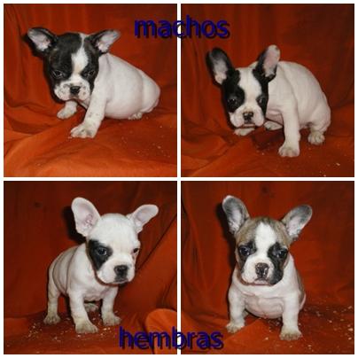 cachorros de bulldog france