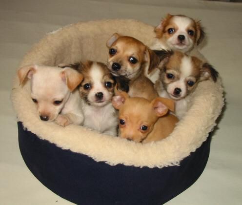 Cachorros de Chihuahua toy en todos los colores
