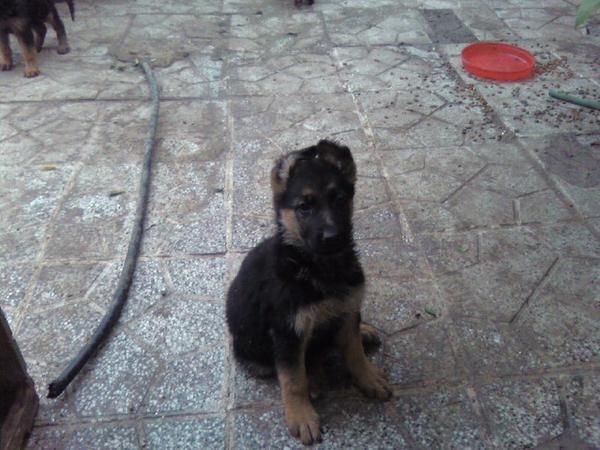 Cachorros de pastor alemán