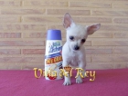 Chihuahua hembra blanca - mejor precio | unprecio.es