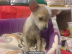 CHIHUAHUAS PERROS IDEALES PARA PISOS Y APARTAMENTOS, , perros, cachorros - mejor precio | unprecio.es