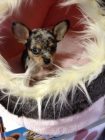 Espectacular chihuahua mini color merle - mejor precio | unprecio.es