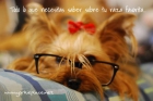 Foro Yorkshire Terrier - mejor precio | unprecio.es