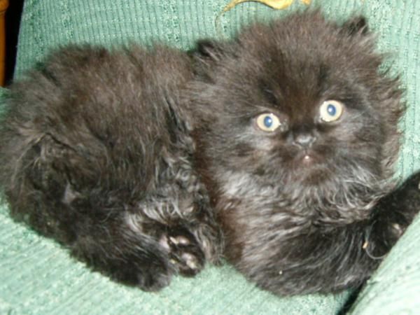 gatito persa macho color chocolate x 230
