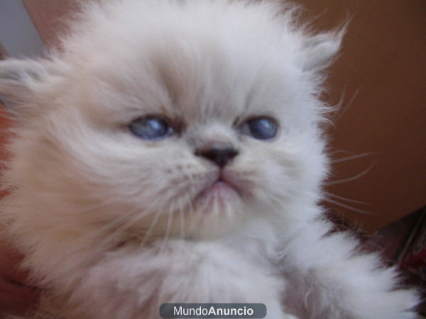 GATITOS PERSAS himalayas hembras y macho azul