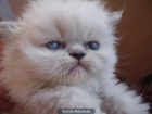 GATITOS PERSAS himalayas hembras y macho azul - mejor precio | unprecio.es