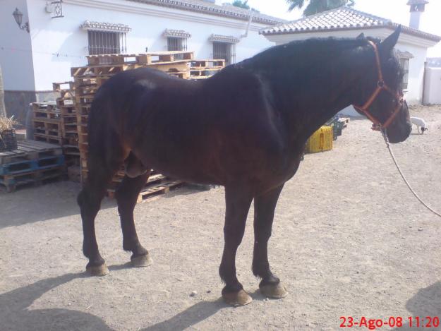 vendo GRAN caballo percheron