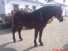 vendo GRAN caballo percheron - mejor precio | unprecio.es