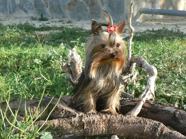 YORSHIRE TERRIER MINIATURA