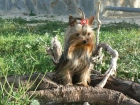YORSHIRE TERRIER MINIATURA - mejor precio | unprecio.es