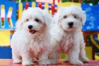 Bichon maltes la mejor camada - mejor precio | unprecio.es