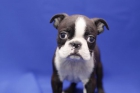 boston terrier - mejor precio | unprecio.es