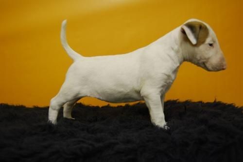 bullterrier de alta calidad,camada en barcelona