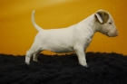 bullterrier de alta calidad,camada en barcelona - mejor precio | unprecio.es