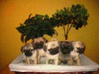 Cachorros Carlinos 390 euros - mejor precio | unprecio.es