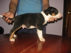 Dos cachorros de Bull Terrier disponibles - mejor precio | unprecio.es