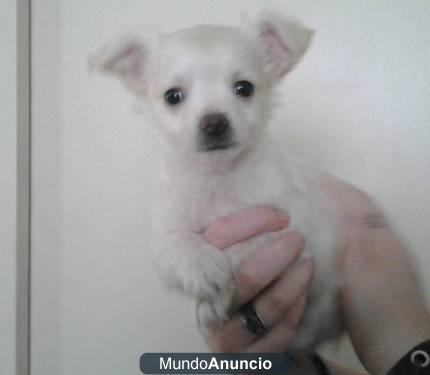 el pelo largo y chihuahua