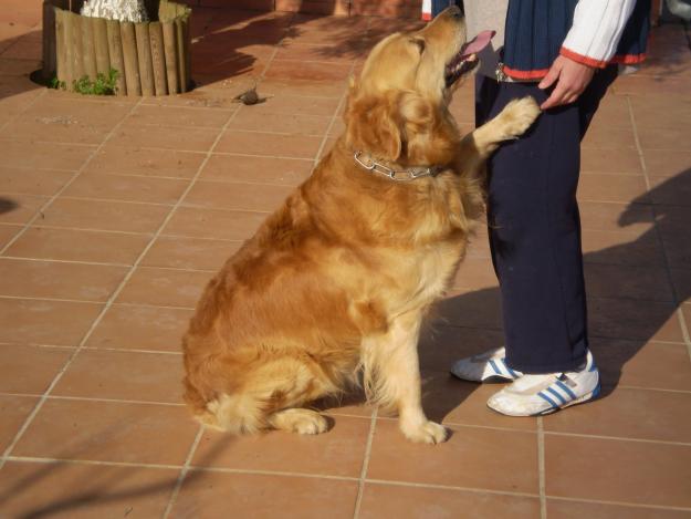 Golden macho con pedigree busca hembra para monta