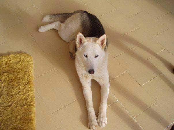 Perrita X de Husky en ADOPCION