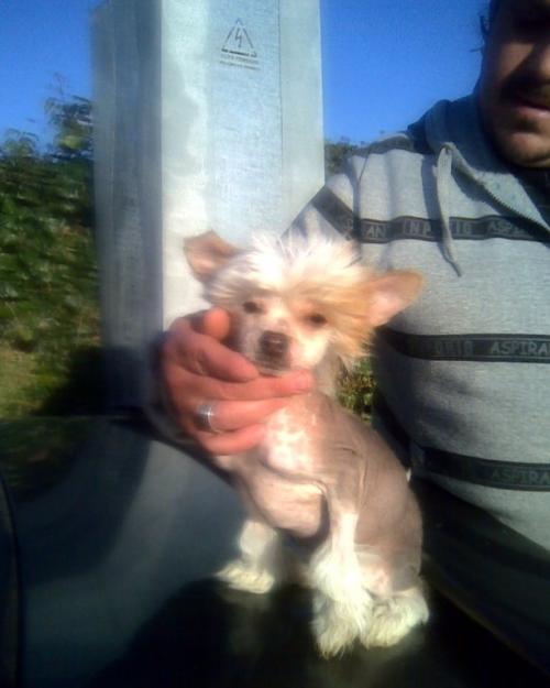 preciosos cachorritos de crestado chino con y sin pelo