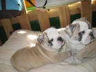 Preciosos cachorros de Bulldog Ingles - mejor precio | unprecio.es