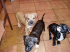 Vendo cachorros de pitbull - mejor precio | unprecio.es