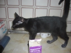 vendo gatitos - mejor precio | unprecio.es