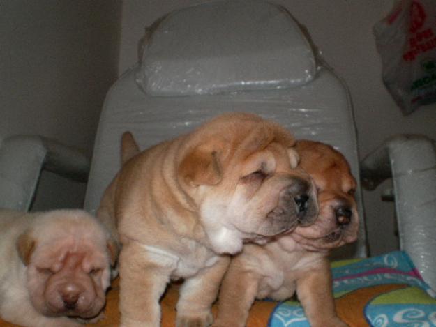 VENDO O CAMBIO HERMOSOS CACHORROS DE SHAR-PEI