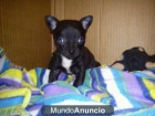 VENTA CHIHUAHUAS MINIS MINIS DESDE 600€ - mejor precio | unprecio.es