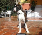 ☆ GRAN OPORTUNIDAD-MACHO BOXER 10 MESES COMPAñIA. 299 € - mejor precio | unprecio.es
