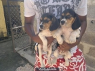 BEAGLES DISPONIBLES PARA SU ENTREGA - mejor precio | unprecio.es