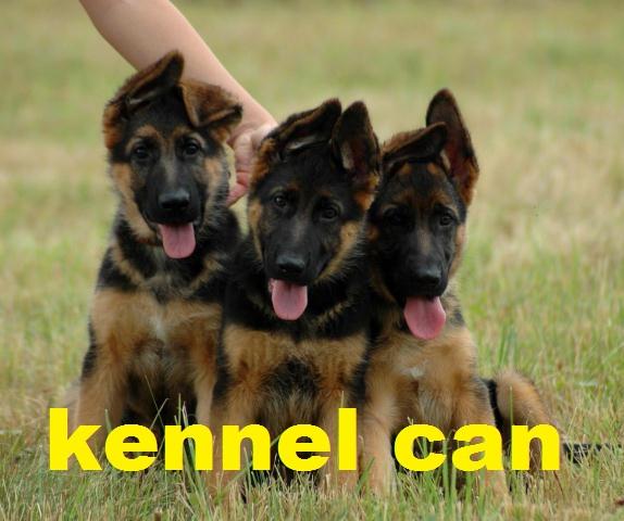 cachorros de pastor aleman