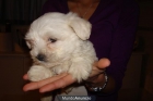 Excelente camada de bichon maltes - mejor precio | unprecio.es