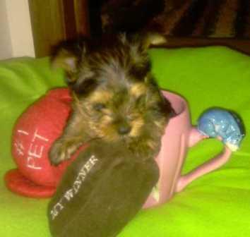 Pequeña muñeca Yorkshire Terriers