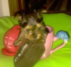 Pequeña muñeca Yorkshire Terriers - mejor precio | unprecio.es