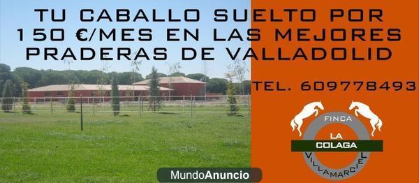 Praderas de descanso en Valladolid por 150€/mes