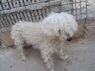 preciosa canichita en adopcion solo pesa 4 k - mejor precio | unprecio.es