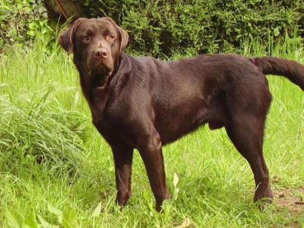 PRECIOSO LABRADOR CHOCOLATE BUSCA NOVIA