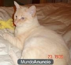 Roque un gato adulto ideal - mejor precio | unprecio.es