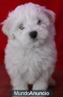 regalo Bichón Habanero - BlancoMarrón - Macho y hembra - mejor precio | unprecio.es