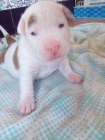 Cachorros de american pit bull red nose - mejor precio | unprecio.es