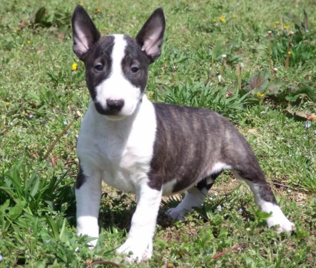 CACHORROS DE BULL TERRIER