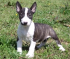 CACHORROS DE BULL TERRIER - mejor precio | unprecio.es