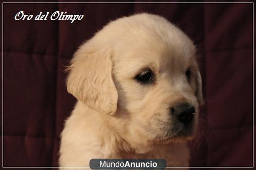 CACHORROS DE GOLDEN RETRIEVER DESC. MULTHC. PADRE A 1 PTO. CH.J.ESP. MÁXIMA CALIDAD, GARANTÍAS Y SALUD.CRIADORES DE GOLD