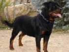 cachorros de rottweiler - mejor precio | unprecio.es