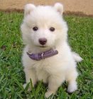 CAMADA DE SAMOYEDO - mejor precio | unprecio.es