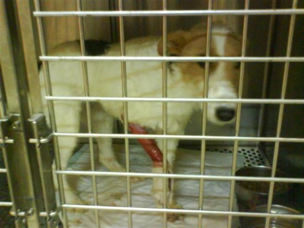 ESTRELLA, MIRAD LAS FOTOS, ES HORRIBLE!!! AYUDA URGENTE!!‏