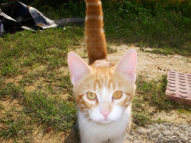 gatito encontrado en una gasolinera