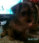 OCASION! ULTIMO CACHORRITO DE YORKSHIRE TAMAÑO PEQUEÑO - mejor precio | unprecio.es